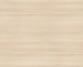 Akazie hell Akazie hell